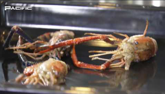太平洋廚電-樂活私房系列-鮮蔬香料蝦